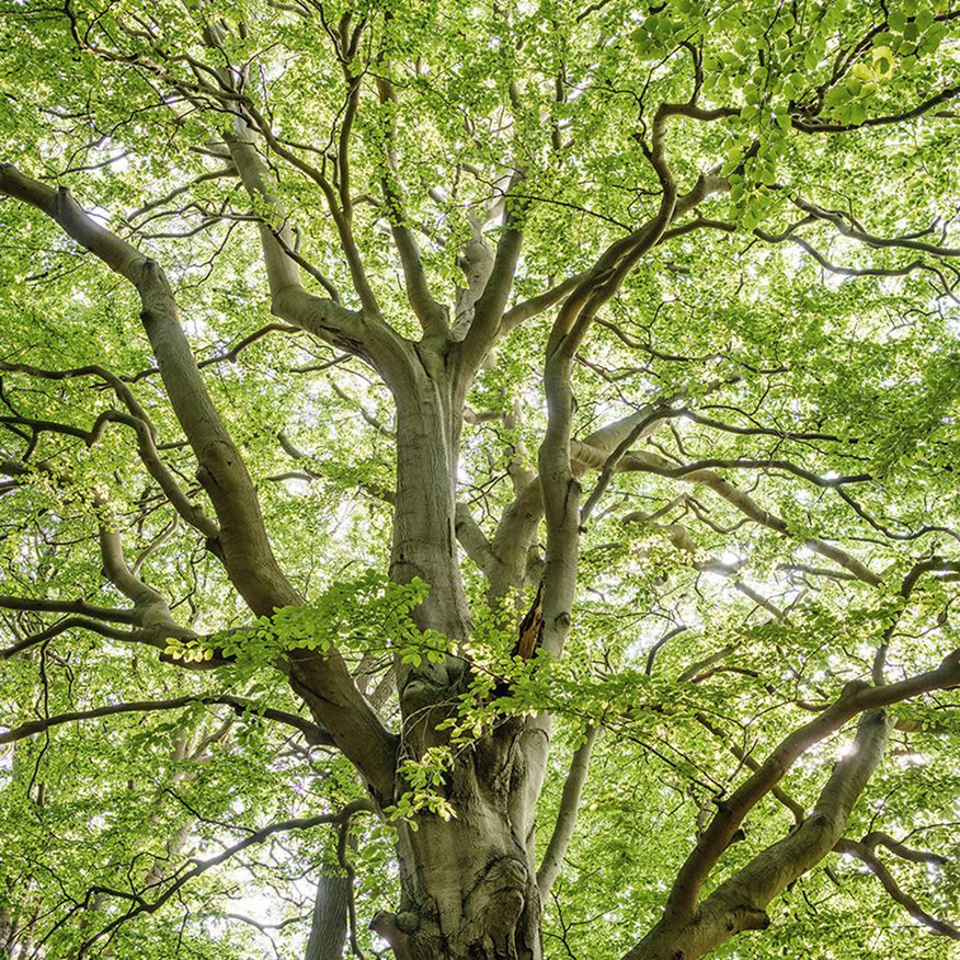Path to sustainability